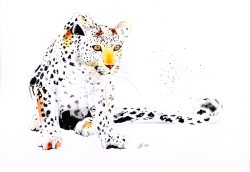aquarelle, série félin, le léopard