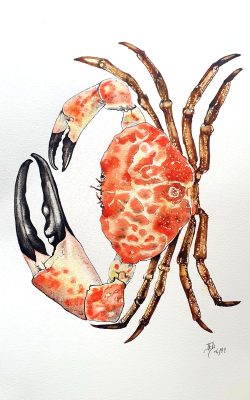 aquarelle, crabe, JF Rousselot