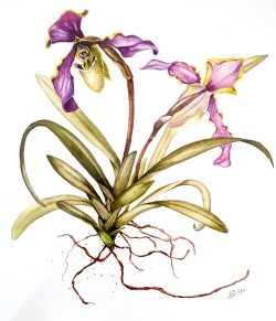 aquarelle, orchidée, JF Rousselot