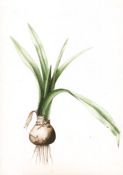 aquarelle, bulbe plante