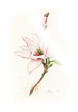 aquarelle, fleur et bourgeon