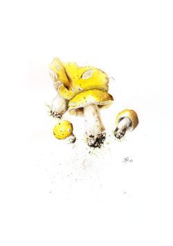 aquarelle, champignon jaune