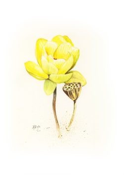 aquarelle, fleur de lotus