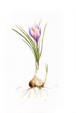aquarelle, bulbe fleur