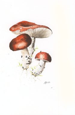 aquarelle, champignons rouges
