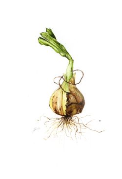 aquarelle, bulbe oignon