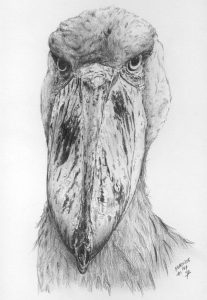 dessin aux crayons papier canson, Jean-François Rousselot, série Tronches d'oiseaux