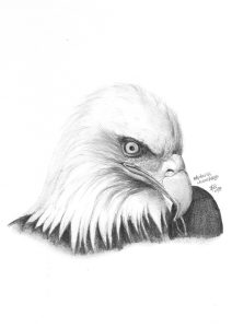 dessin aux crayons papier canson, Jean-François Rousselot, série Tronches d'oiseaux