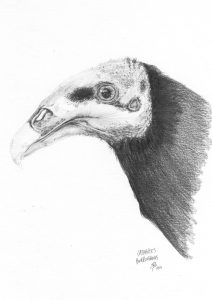 dessin aux crayons papier canson, Jean-François Rousselot, série Tronches d'oiseaux