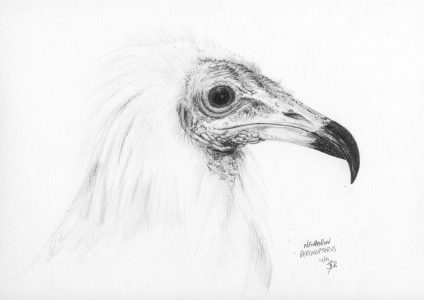 dessin aux crayons papier canson, Jean-François Rousselot, série Tronches d'oiseaux