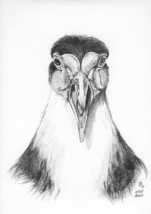 dessin aux crayons papier canson, Jean-François Rousselot, série Tronches d'oiseaux