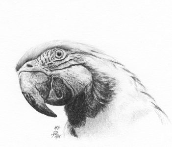 dessin aux crayons papier canson, Jean-François Rousselot, série Tronches d'oiseaux