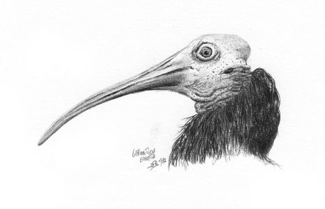 dessin aux crayons papier canson, Jean-François Rousselot, série Tronches d'oiseaux