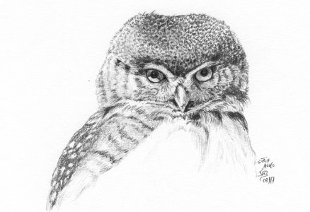 dessin aux crayons papier canson, Jean-François Rousselot, série Tronches d'oiseaux