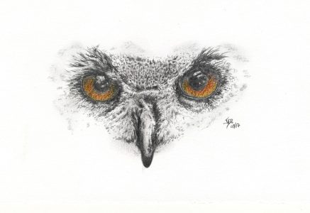 dessin aux crayons papier canson, Jean-François Rousselot, série Tronches d'oiseaux