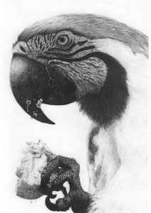 dessin aux crayons papier canson, Jean-François Rousselot, série Tronches d'oiseaux