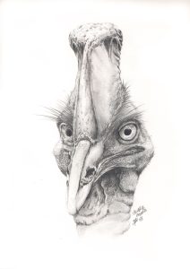 dessin aux crayons papier canson, Jean-François Rousselot, série Tronches d'oiseaux