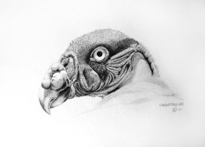 dessin aux crayons papier canson, Jean-François Rousselot, série Tronches d'oiseaux