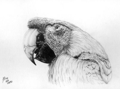 dessin aux crayons papier canson, Jean-François Rousselot, série Tronches d'oiseaux