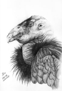 dessin aux crayons papier canson, Jean-François Rousselot, série Tronches d'oiseaux