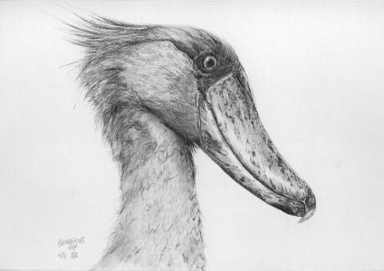 dessin aux crayons papier canson, Jean-François Rousselot, série Tronches d'oiseaux