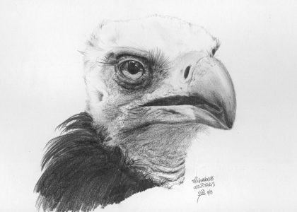 dessin aux crayons papier canson, Jean-François Rousselot, série Tronches d'oiseaux