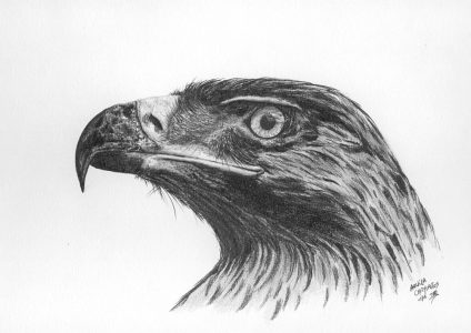 dessin aux crayons papier canson, Jean-François Rousselot, série Tronches d'oiseaux