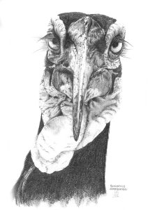 dessin aux crayons papier canson, Jean-François Rousselot, série Tronches d'oiseaux