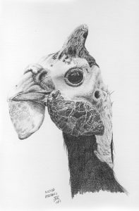 dessin aux crayons papier canson, Jean-François Rousselot, série Tronches d'oiseaux