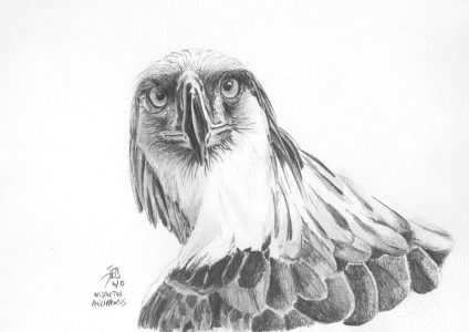 dessin aux crayons papier canson, Jean-François Rousselot, série Tronches d'oiseaux