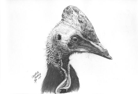 dessin aux crayons papier canson, Jean-François Rousselot, série Tronches d'oiseaux