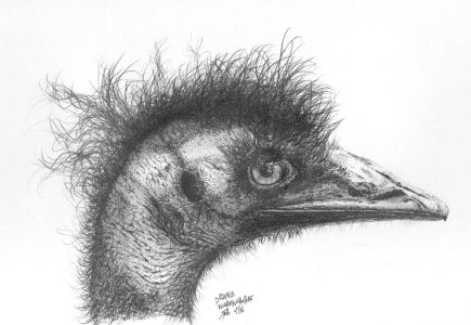 dessin aux crayons papier canson, Jean-François Rousselot, série Tronches d'oiseaux