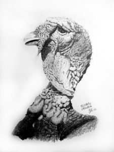 dessin aux crayons papier canson, Jean-François Rousselot, série Tronches d'oiseaux