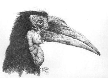 dessin aux crayons papier canson, Jean-François Rousselot, série Tronches d'oiseaux