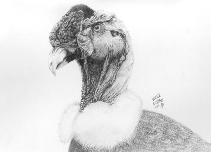 dessin aux crayons papier canson, Jean-François Rousselot, série Tronches d'oiseaux