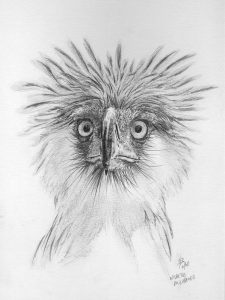 dessin aux crayons papier canson, Jean-François Rousselot, série Tronches d'oiseaux