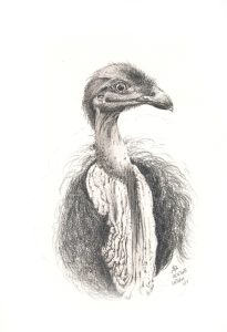 dessin aux crayons papier canson, Jean-François Rousselot, série Tronches d'oiseaux