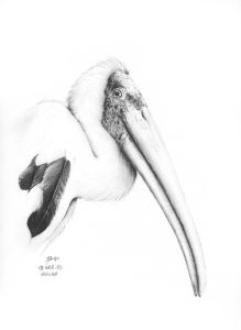 dessin aux crayons papier canson, Jean-François Rousselot, série Tronches d'oiseaux