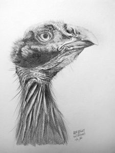 dessin aux crayons papier canson, Jean-François Rousselot, série Tronches d'oiseaux