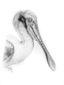 dessin aux crayons papier canson, Jean-François Rousselot, série Tronches d'oiseaux