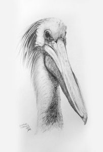 dessin aux crayons papier canson, Jean-François Rousselot, série Tronches d'oiseaux