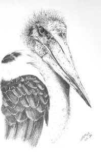 dessin aux crayons papier canson, Jean-François Rousselot, série Tronches d'oiseaux