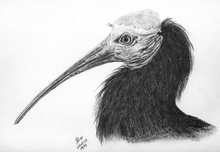 dessin aux crayons papier canson, Jean-François Rousselot, série Tronches d'oiseaux