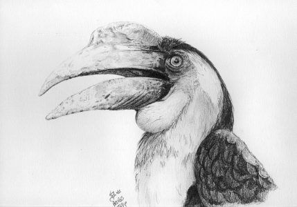 dessin aux crayons papier canson, Jean-François Rousselot, série Tronches d'oiseaux